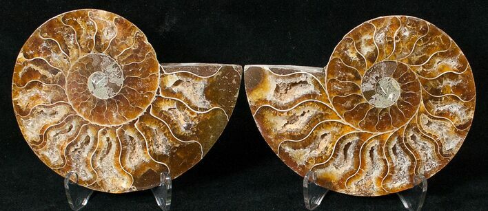 Polished Ammonite Pair - Million Years #17697